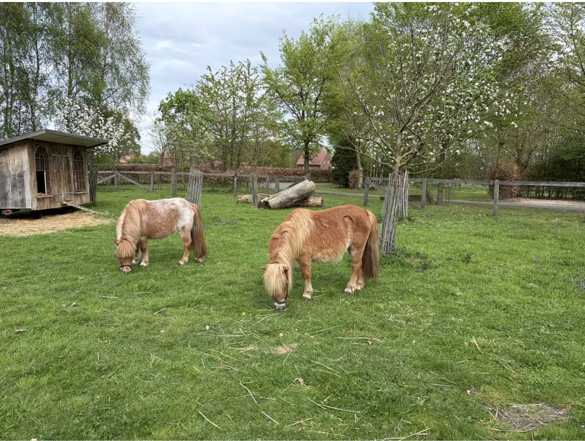 garten mit ponys