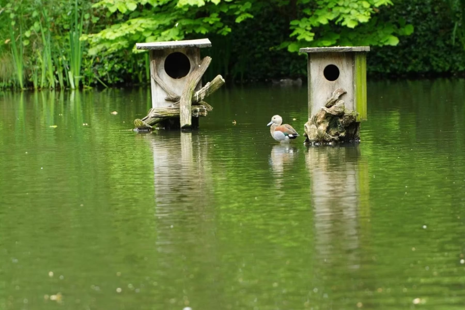 naturteich mit steg, abendstimmung