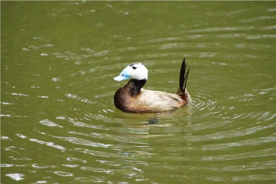 ente auf dem naturteich